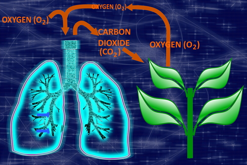 CO2 Cycle